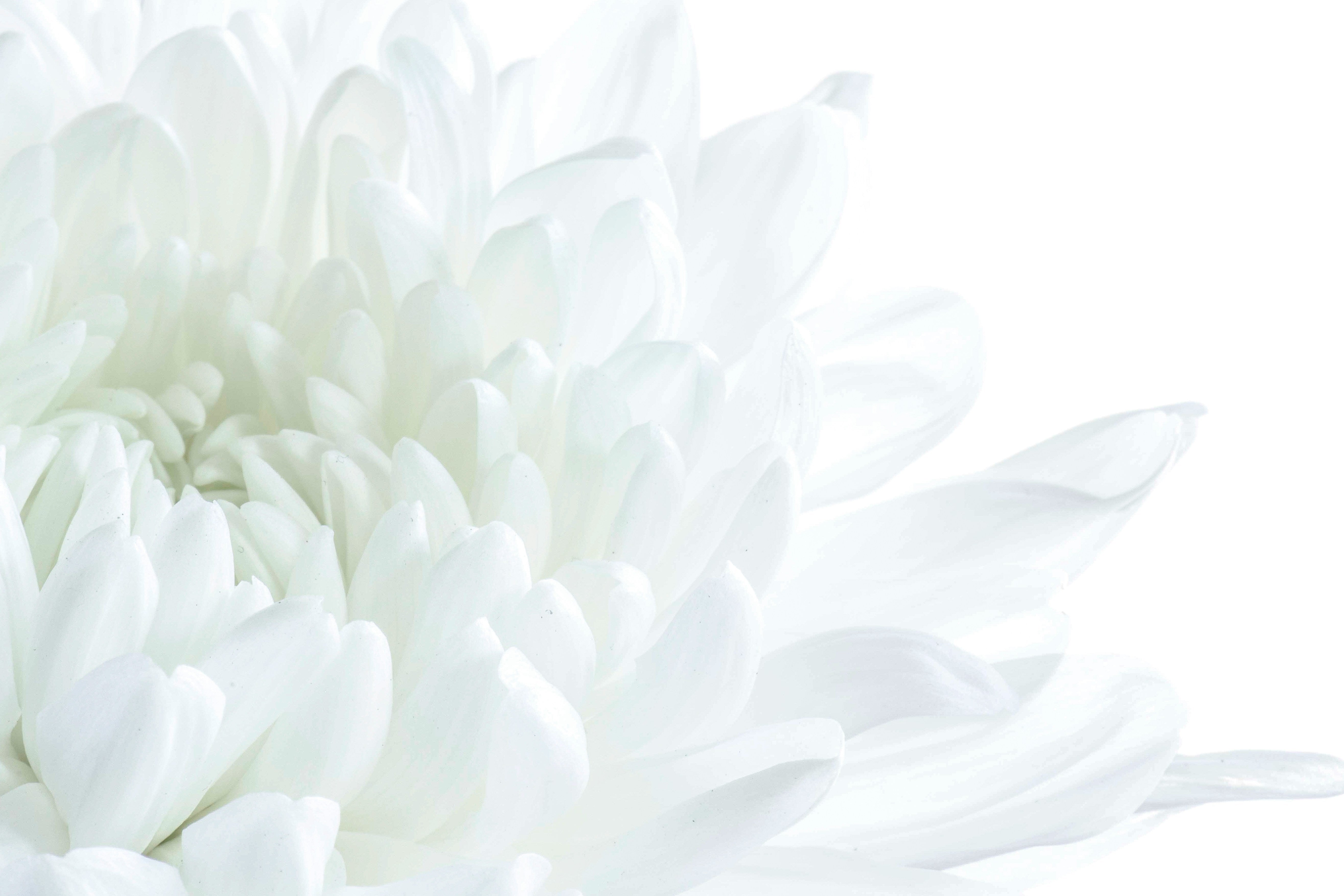 white flower closeup